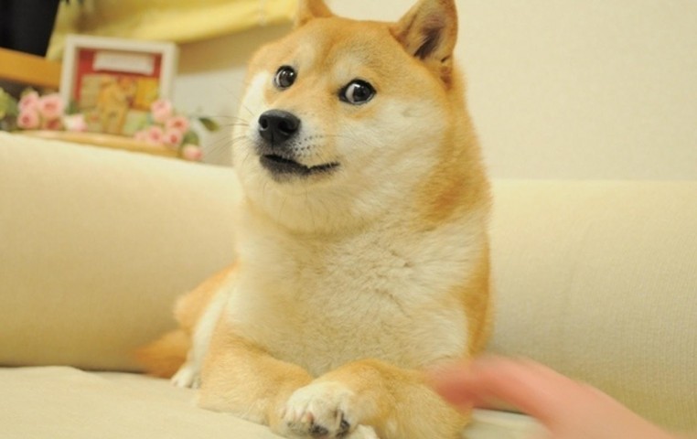 Мем doge, Wow doge, Собакен, Доге