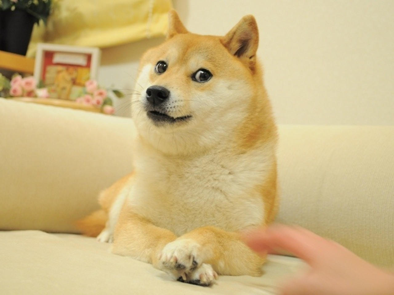 Мем doge, Wow doge, Собакен, Доге