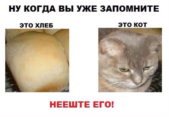 кот не хлеб
