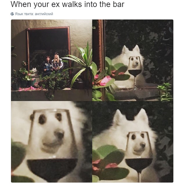 собака в стакане