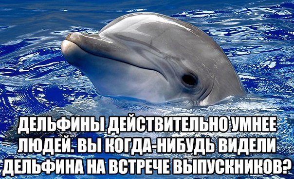 Картинка с дельфинами мем