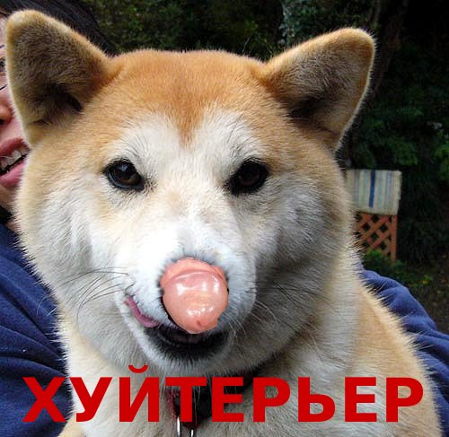 Угарные собаки. Смешные щенки. Сиба ину злой. Саси собака. Улыбчивая собака.