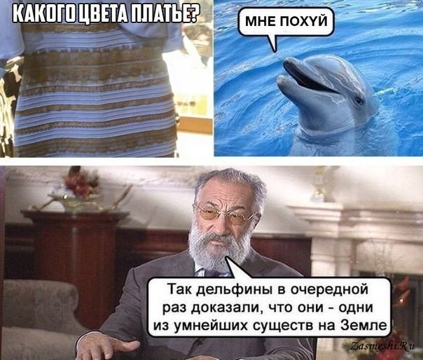 мемы про дельфинов