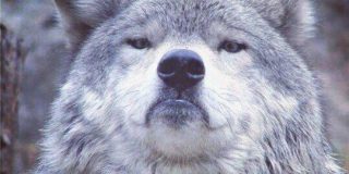 Мем гордый волк, волк на все случаи жизни, волк поднял голову, мем с волком, картинка с волком, волк укусил за бочок, крутой волк мем, мем крутой волк, мем гордый волк, гордый волк мем, мемы с волком, волк мем, мем волк, мемы с волками, волк в очках мем, мем волк на все случаи жизни, волк на все случаи жизни мем, откуда мем с гордым волком, мем гордый волк происхождение