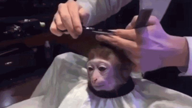 Обезьяна в парикмахерской, Monkey Haircut, обезьяна в парикмахерской мем, мем обезьяна в парикмахерской, обезьяна в парикмахерской видео. видео обезьяна в парикмахерской, обезьяна в салоне мем, мем обезьяна в салоне, обезьяна в салоне видео, видео обезьяна в салоне, обезьяна с прической, обезьяне делают прическу, мартышка в парикмахерской, обезьянка в парикмахерской