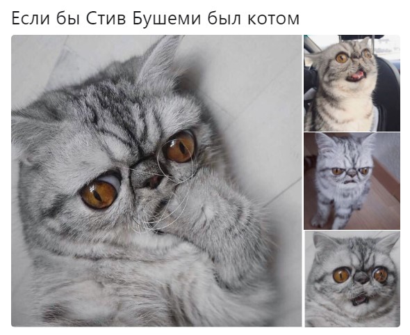хмурый кот мем (4)
