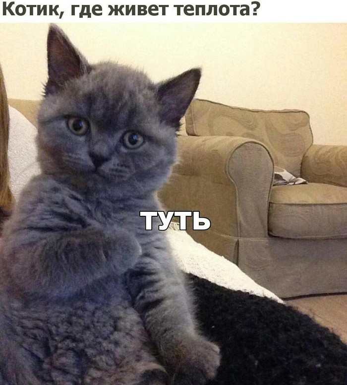 Котик Туть