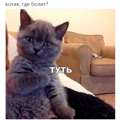 Котик, где болит?