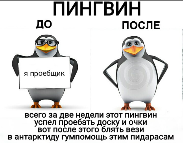 мем пингвин с пистолетом (3)