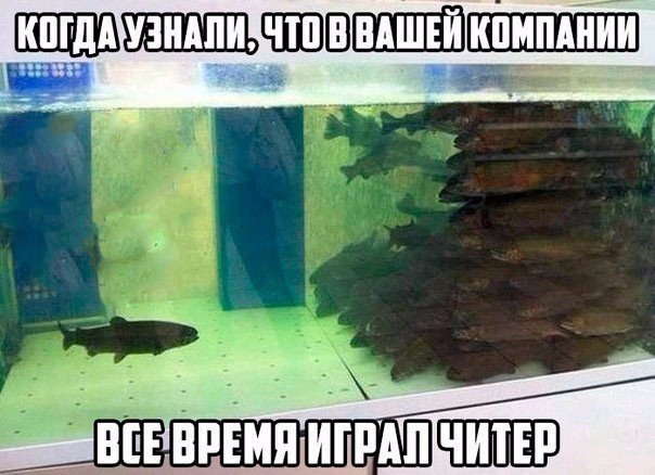 Непопулярная рыба, What did he do, рыба в аквариуме одна, рыба в аквариуме мем, мем рыба в аквариуме, мем непопулярная рыба, непопулярная рыба мем, рыбы в аквариуме мем
