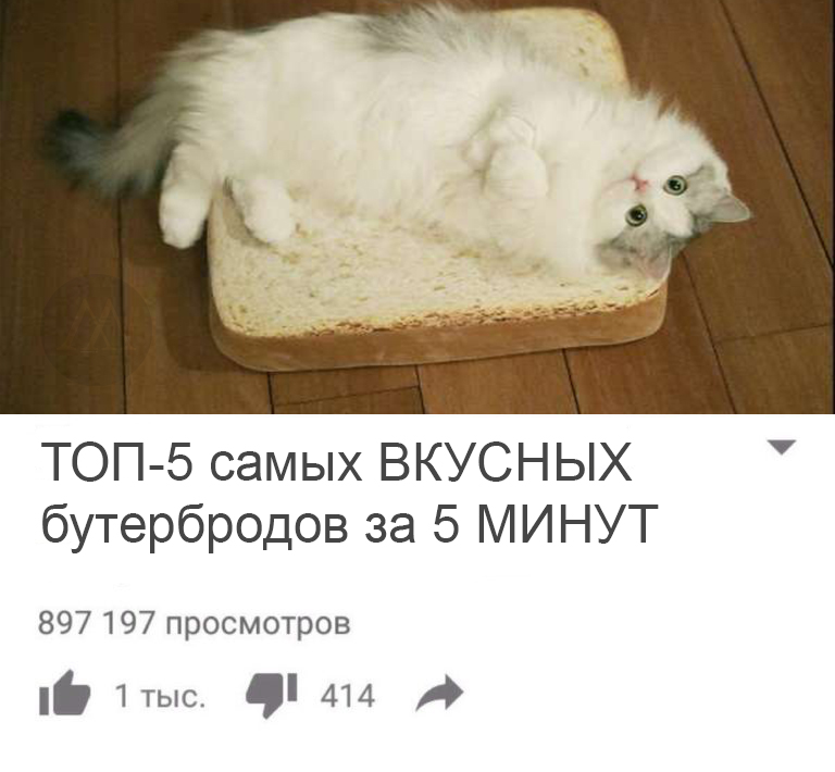 кот бутерброд