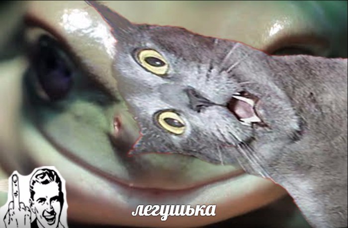 Лягушка на мотоцикле мем. Смотреть фото Лягушка на мотоцикле мем. Смотреть картинку Лягушка на мотоцикле мем. Картинка про Лягушка на мотоцикле мем. Фото Лягушка на мотоцикле мем