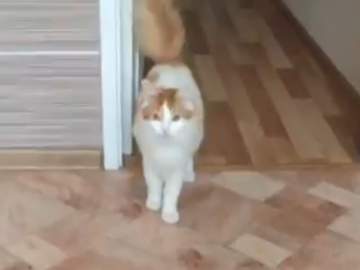 кот откликается на любые имена