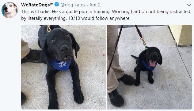 weratedogs, твиттер о собаках