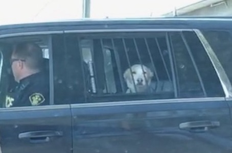Пёс в полицейской машине