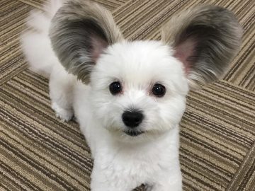 Собака с ушами Микки Мауса