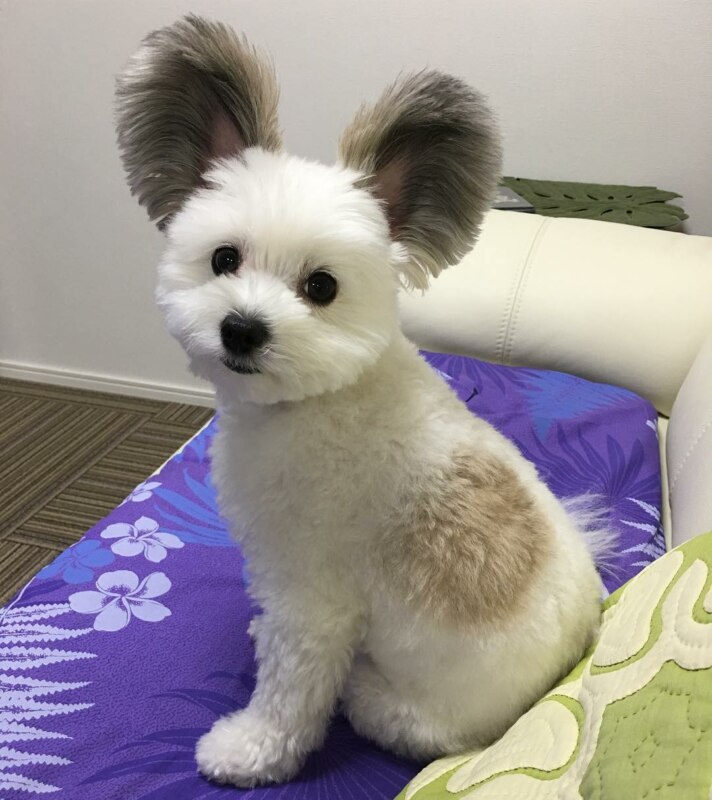 Собака с ушами Микки Мауса