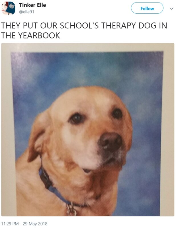 Собаки в школьных альбомах