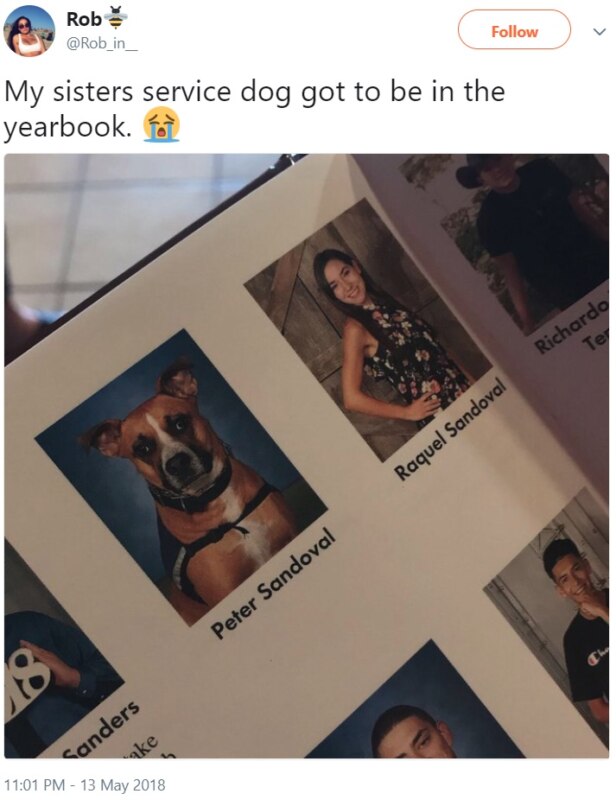 Собаки в школьных альбомах