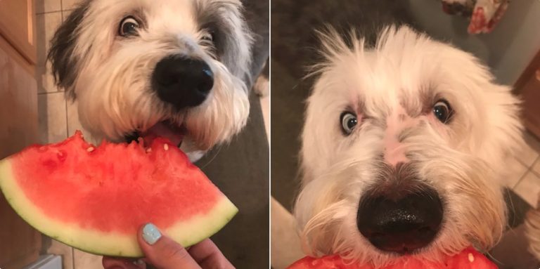 Собаки едят арбузы