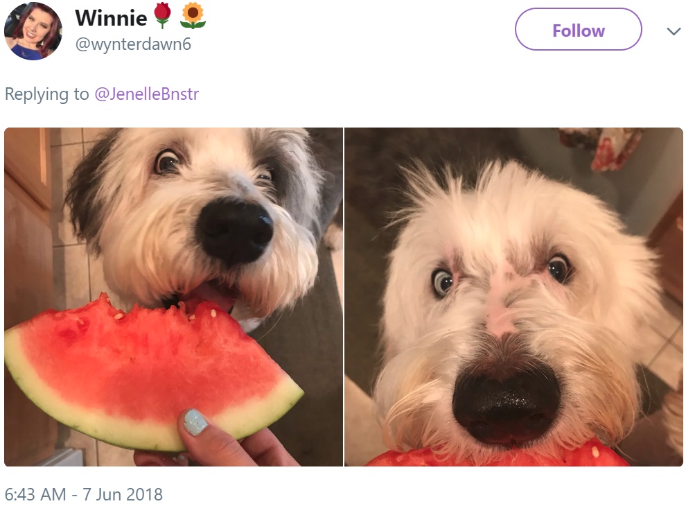 Собаки едят арбузы