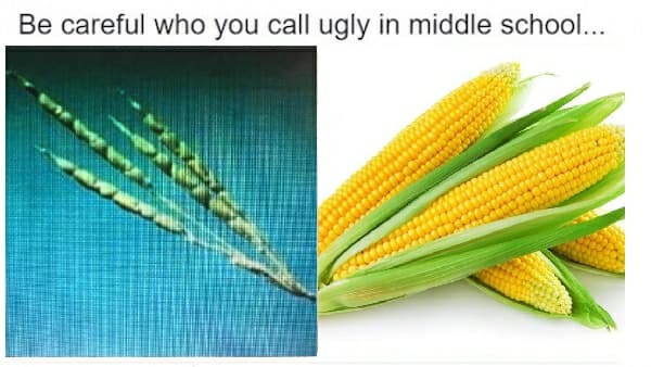 Мемы с кукурузой