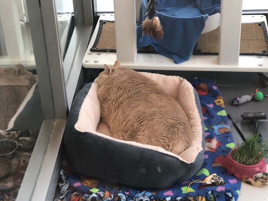 Кот-толстяк Бронсон