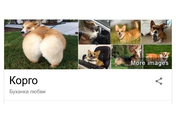 Паблик о собаках пародирует справки Google