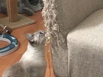 Кэтшейминг