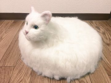 Котопылесос