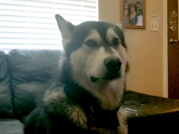 Маламут не хочет мыться