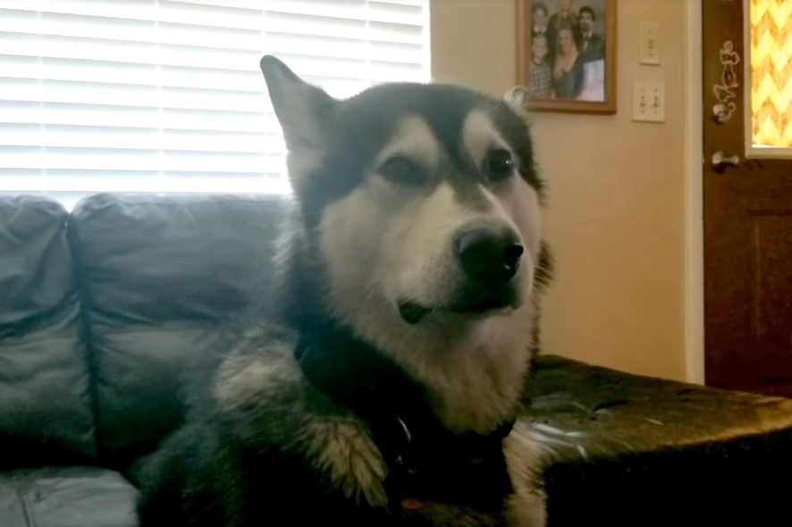 Маламут не хочет мыться