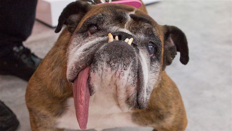 Умерла самая уродливая собака в мире