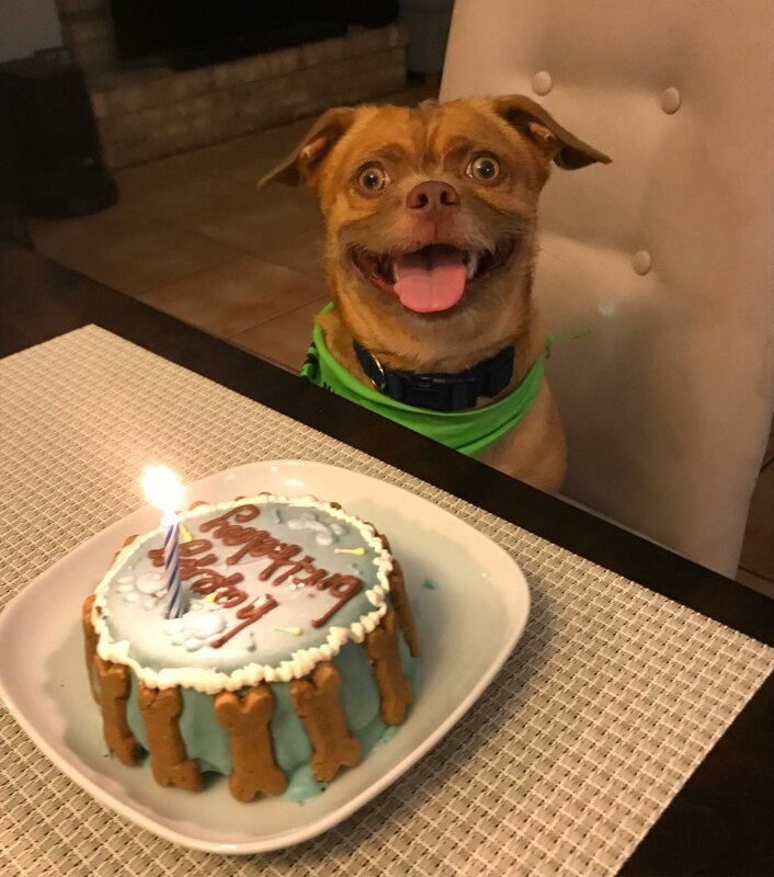 Пёс с тортиком