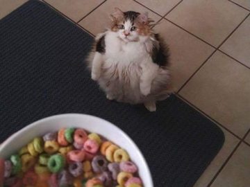 Brother May I Have Some Loops