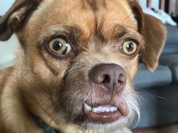 Пёс с взволнованным лицом