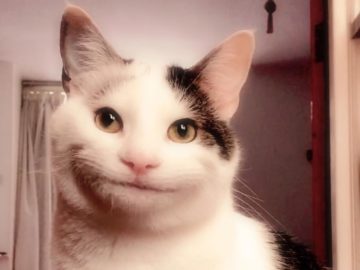Вежливый кот