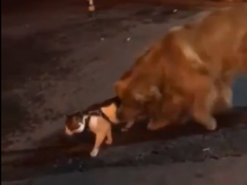 Хороший мальчик предотвратил драку