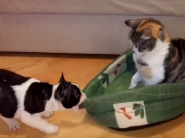 Кот не отдает лежанку щенку