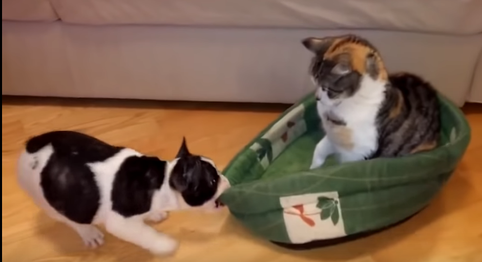 Кот не отдает лежанку щенку