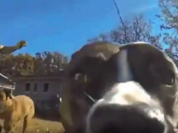 Собака украла GoPro и сняла сама себя