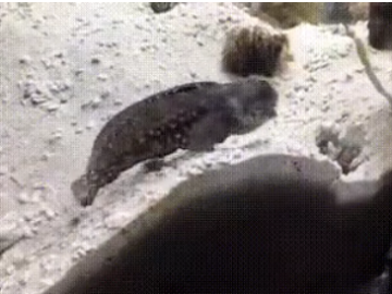 Две рыбки плюются песком