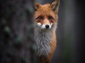 how does the fox feel
