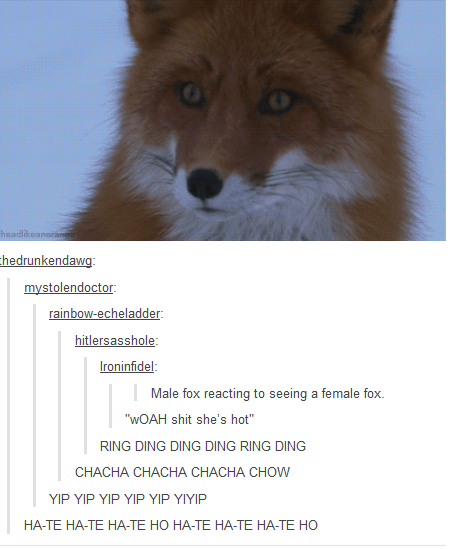 male fox reacting
