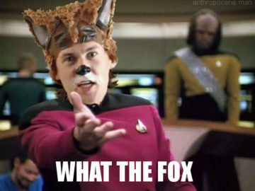 what the fox