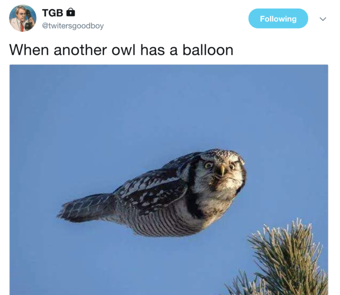 When Another Boy Has A Balloon Owl