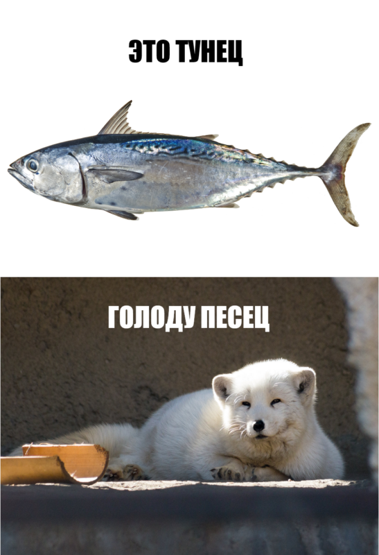 Песец - Memepedia