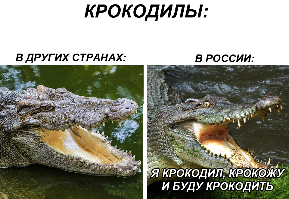 Песня бестолковый крокодил. Крокодил Мем. Крокодил крокожу и буду крокодить. Мемы с крокодилами. Мемы про крокодилов.