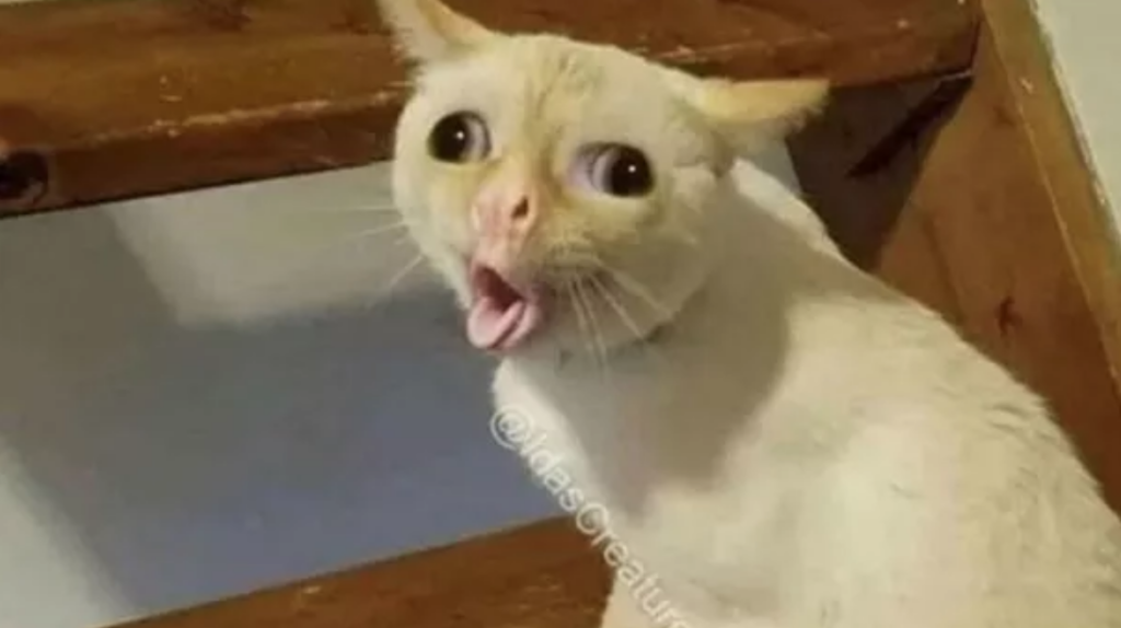 кашляющий кот мем