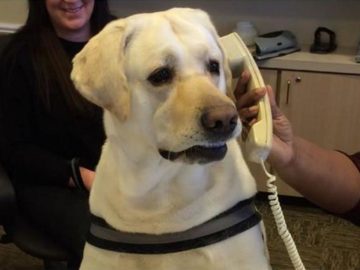 Собака говорит по телефону